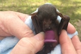 A baby little-red flying fox, which will be tracked under a $2.7 million program.