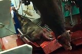 Animal being hoisted while conscious in Israel abattoir