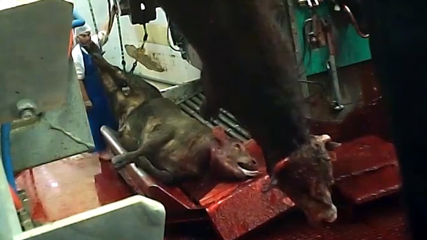 Animal being hoisted while conscious in Israel abattoir