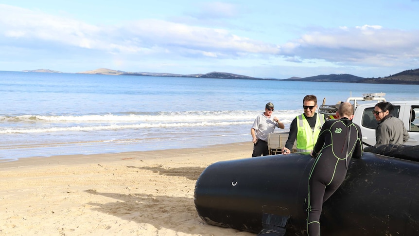 on clear white sand, there is a large canvas black blob, with people in wetsuits, a ute, high vis and the low hills of Hobart.