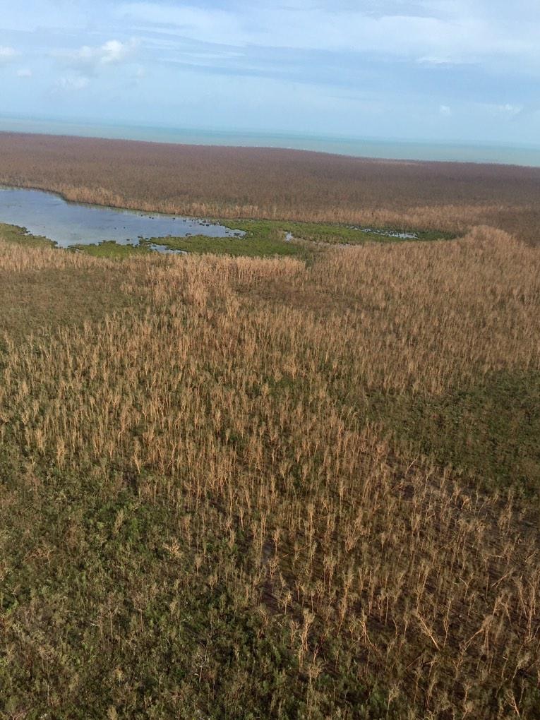 Trees on Elcho Island stripped of leaves by Cyclone Lam
