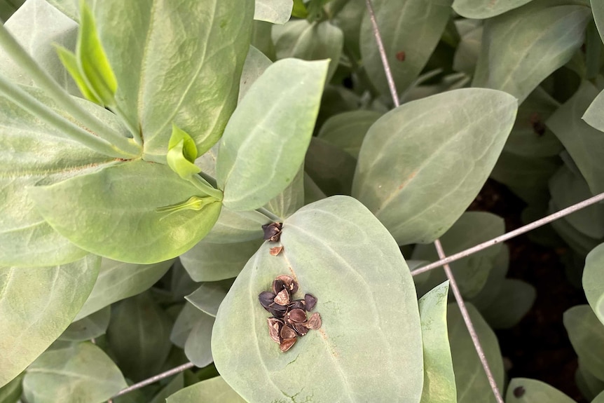 Predator bugs to protect flowers