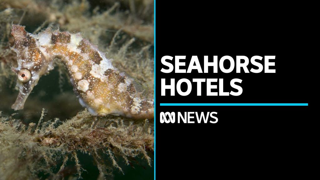 Endangered Seahorses Check In To Port Stephens Hotels ABC News   9fa7428c5b7a1679e77ae6618cf1c50b