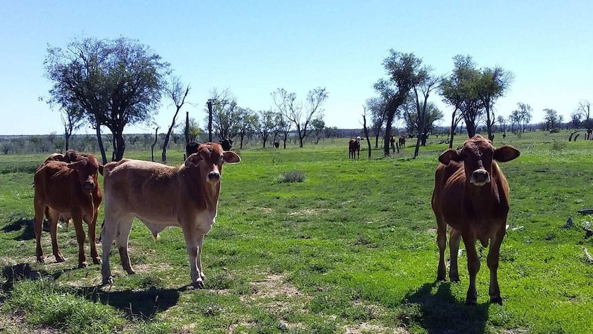 Cattle grazing on green pick in a paddock where there is little grass.