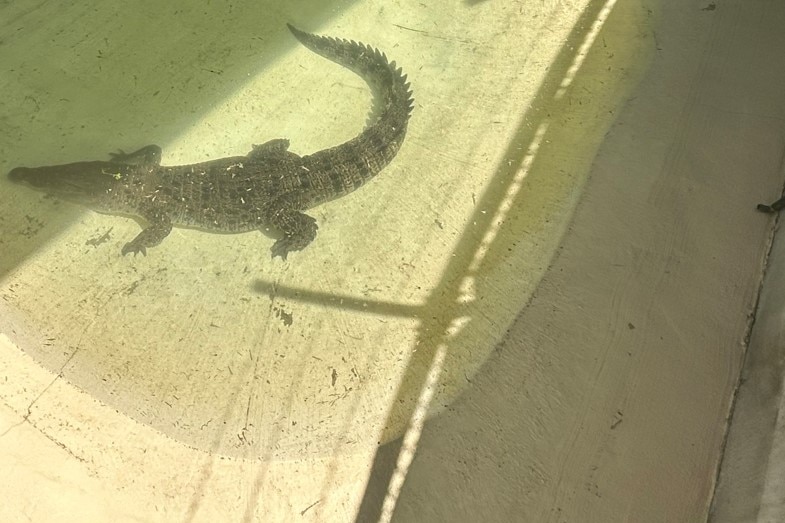 A crocodile in a holding pool 