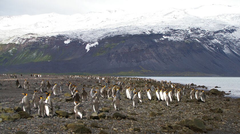 Penguins on Heard Island.