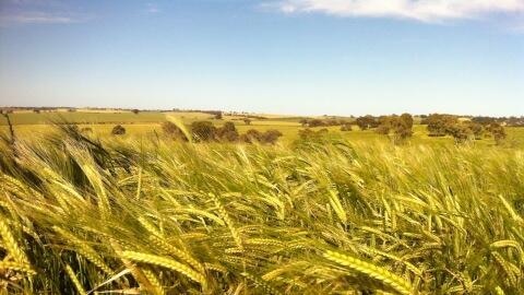Barley crop at Giles Corner in SA