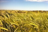 Barley quality falls after a warm dry finish to the grain growing season