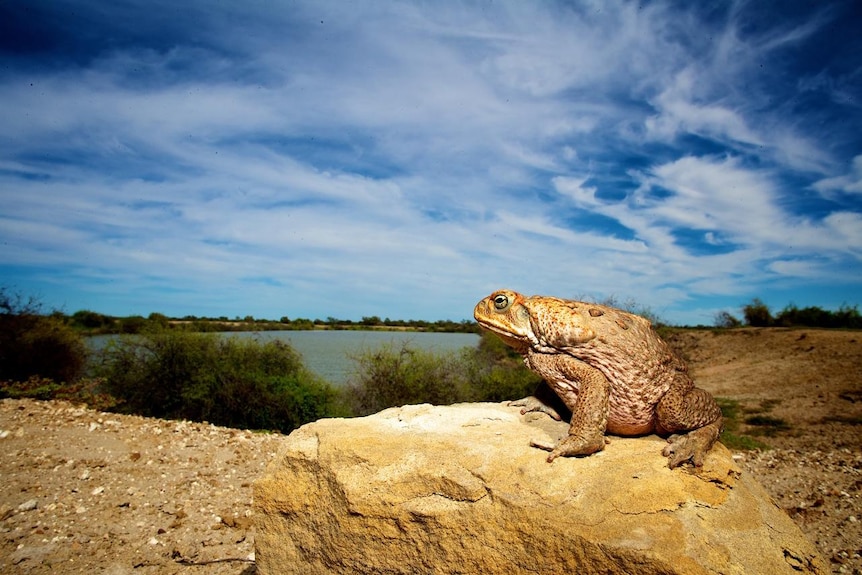 A cane toad sits atop a rock.