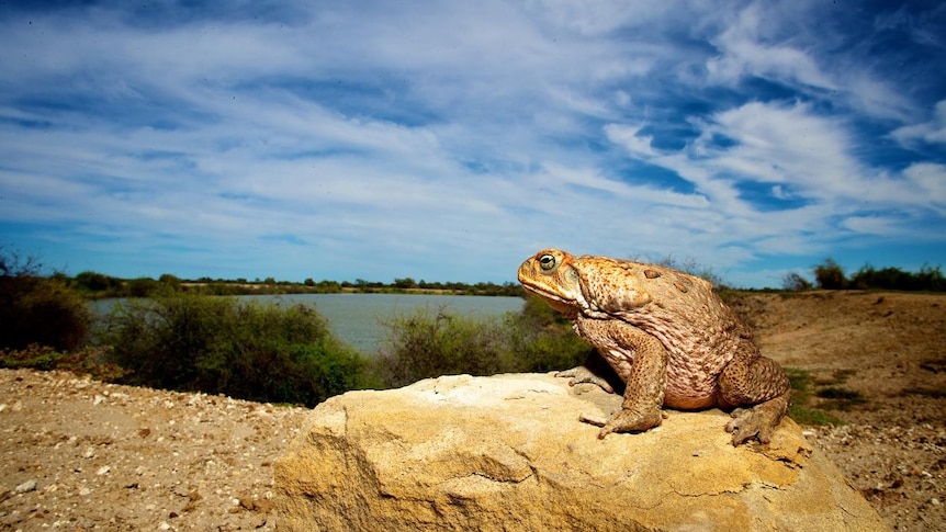 A cane toad at Noonbah