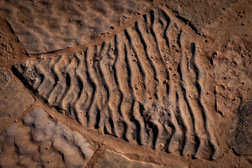 A ripple effect at a fossil site in the Nilpena Ediacara National Park.