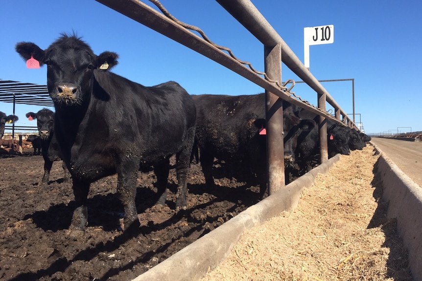 black cattle  eeding from troughs at a feedlot