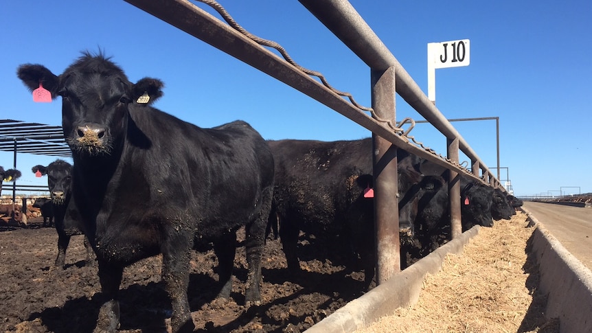 black cattle  eeding from troughs at a feedlot