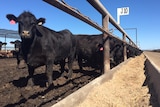 black cattle  eeding from troughs at a feedlot