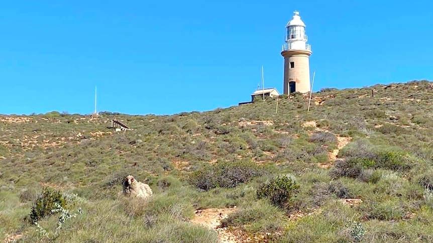 A wooly ram stands in the foreground of a wide landscape shot with a hill and a lighthouse behind him.