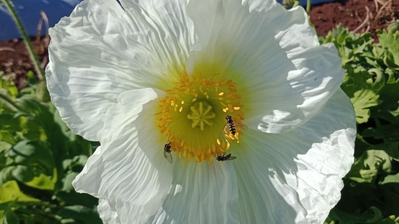 Close-up photo of a yellow and white flower with three bees on it.