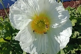 Close-up photo of a yellow and white flower with three bees on it.