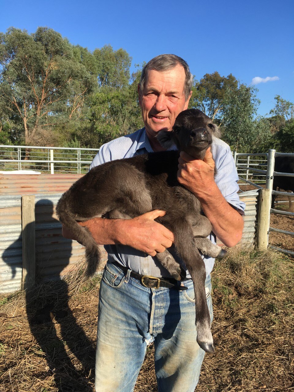 Man in collared shirt stands in an enclosure holding a lamb.