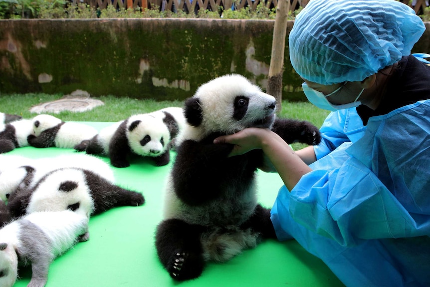 23 giant pandas born in 2016 seen on a display at the Chengdu Research Base of Giant Panda Breeding in Chengdu.