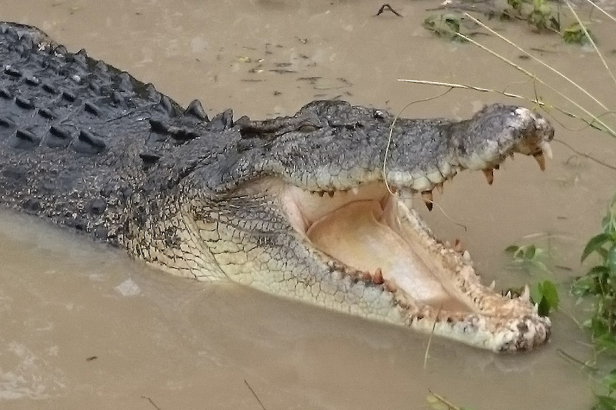 A saltwater crocodile