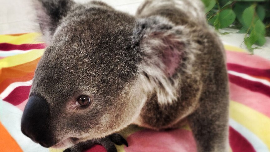 Koala at the Toorbul clinic