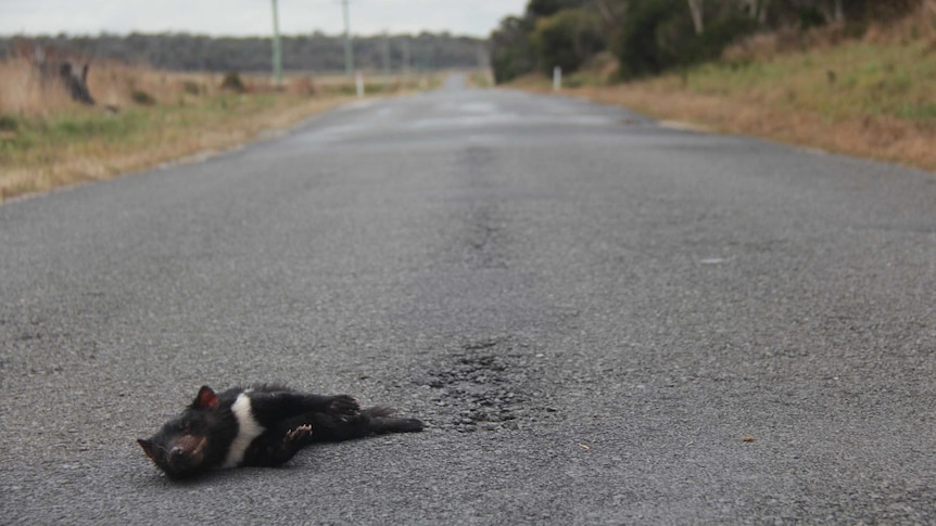 A dead Tasmanian devil on a road