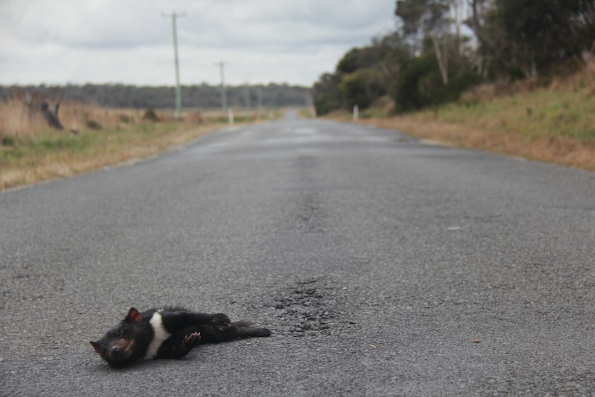 A dead Tasmanian devil on a road