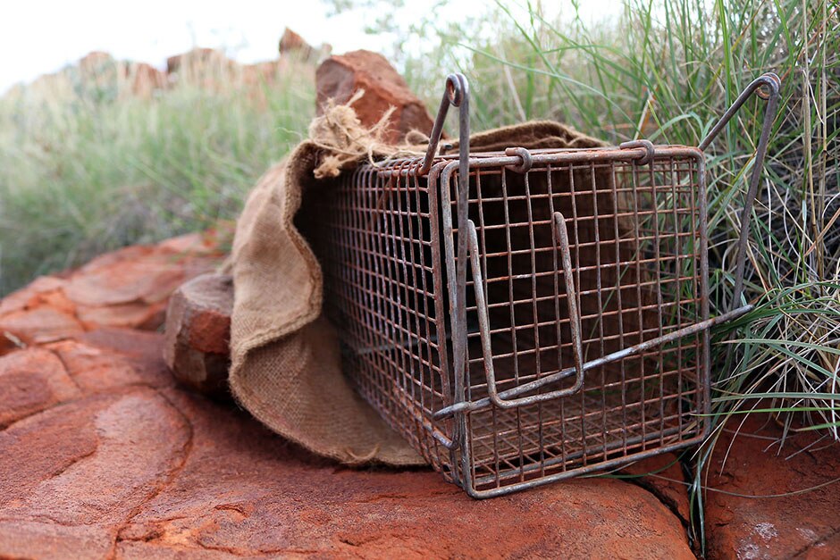 A metal trap sits atop a rock in Millstream National Park covered with a sack bag.