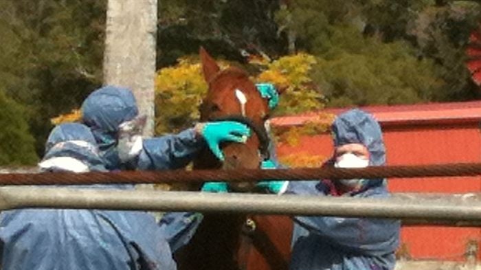 Biosecurity staff inspect a horse at the Kerry property where a horse has died from the hendra virus