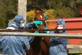 Biosecurity Queensland staff inspect a horse at a property south-west of Brisbane where a horse died from hendra virus.
