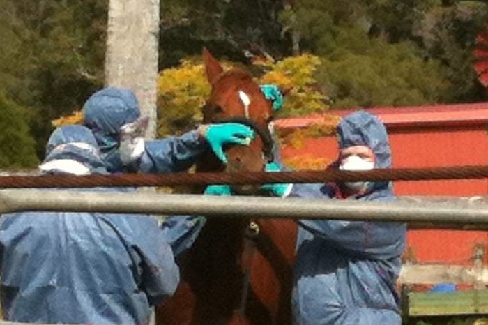 Biosecurity staff inspect a horse at the Kerry property where a horse has died from the hendra virus