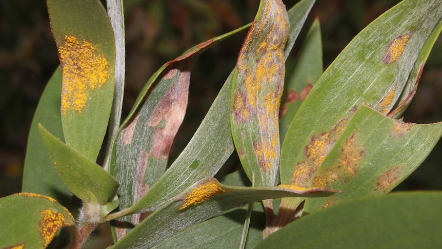 paperbark with myrtle rust