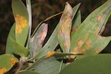 paperbark with myrtle rust