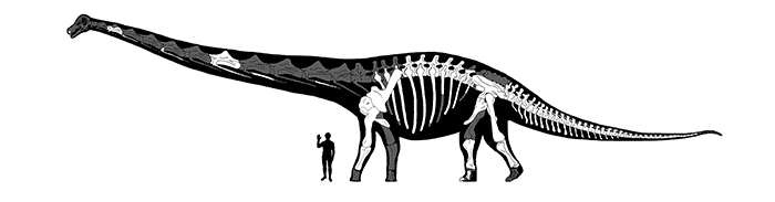 The reconstructed skeleton and body silhouette of Dreadnoughtus, with fossil bones that were found shown in white.