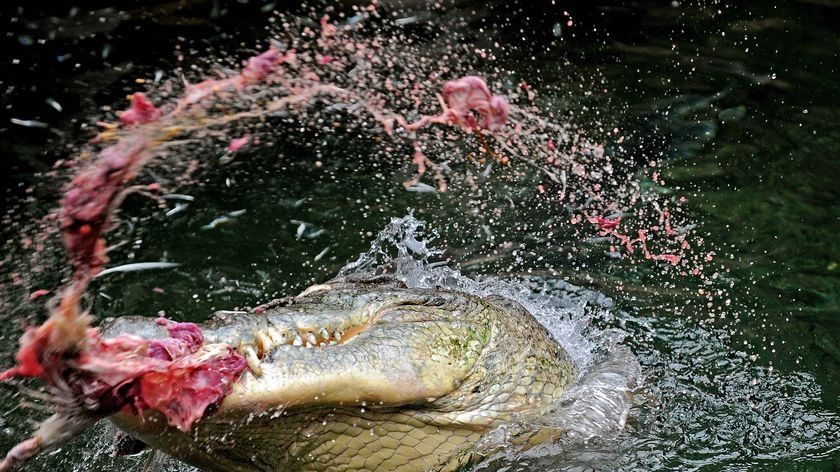 Rex the crocodile thrashes the water while holding a chicken in his mouth