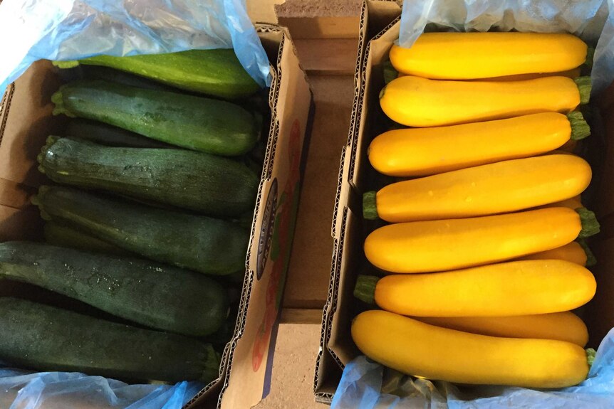 Boxes of green and gold zucchinis