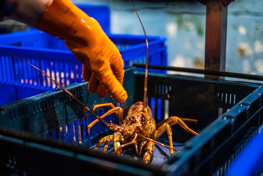 Every lobster is hand-checked for quality and size