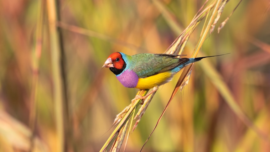 A Gouldian Finch perched on a thin branch and eating seed.