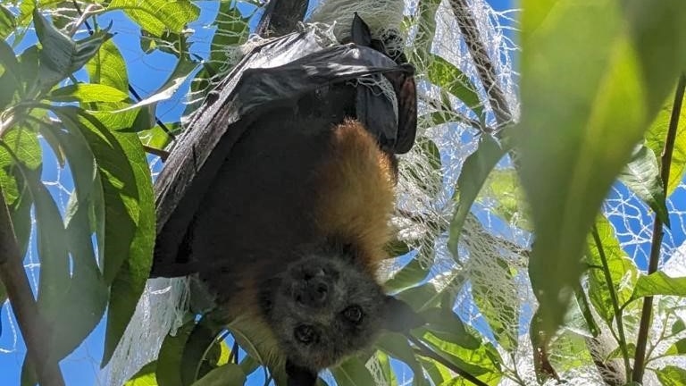 a flying fox upside down with legs caught in netting on fruit tree