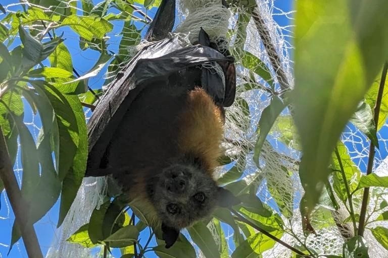 a flying fox upside down with legs caught in netting on fruit tree