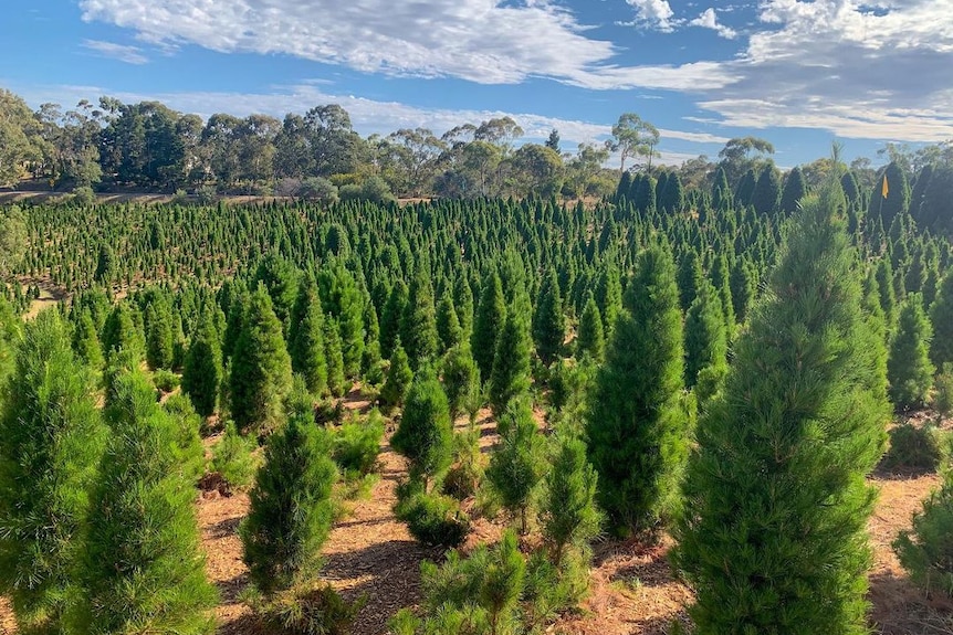 Drone photo of pine tree farm under blue sky