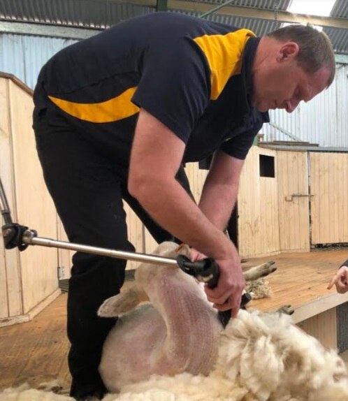 Strong retention of young 'professional' shearers turns tide on ...