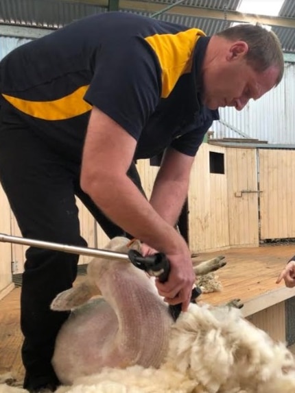 Man shearing a sheep