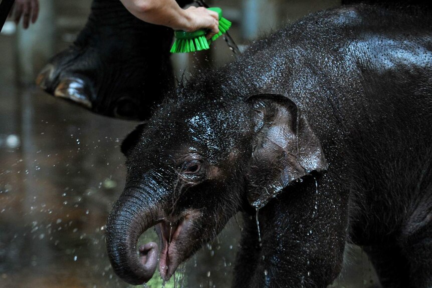 A woman scrubs an elephant with a brush.