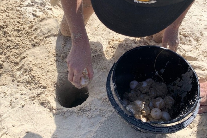 A woman leans over a hole on a sandy beach and collects eggs