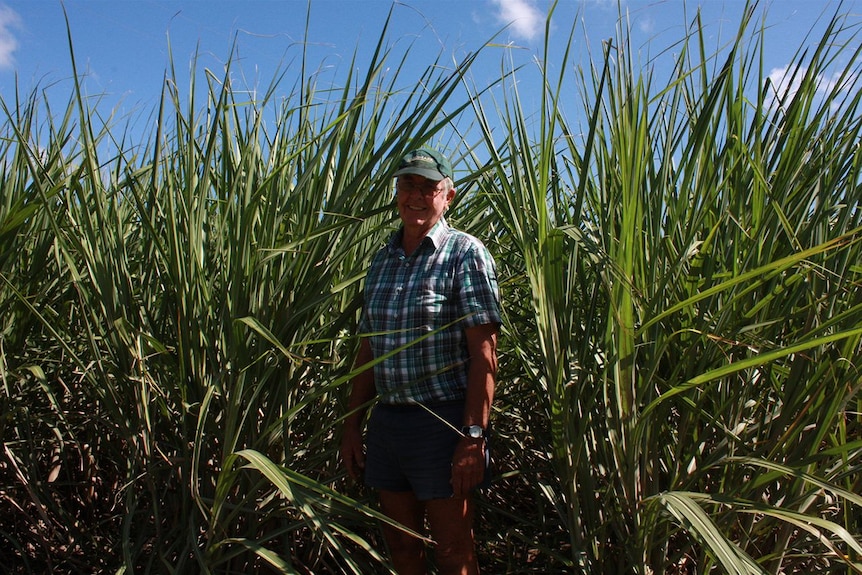 Milton Lewis standing next to sugar cane.