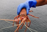 A person holds a live lobster by the sea.