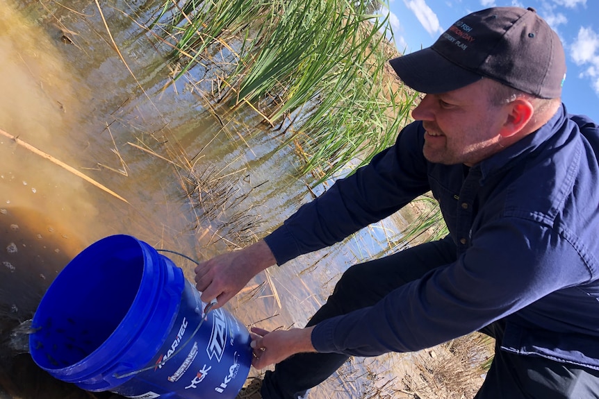 A man overturns a bucket of small fish into a swamp