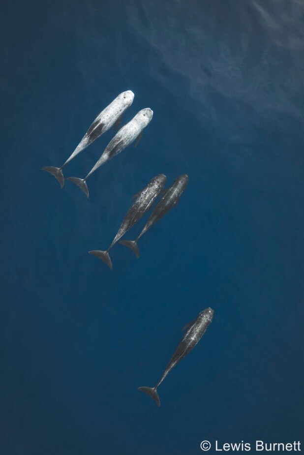 picture of doilphins swimming in group 
