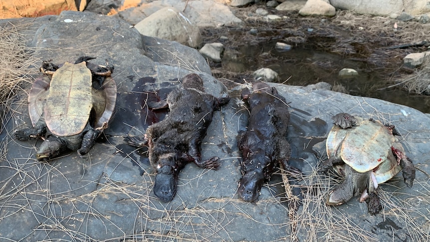 Two platypus and two turtles dead laid out on a rock in dry creek bed.
